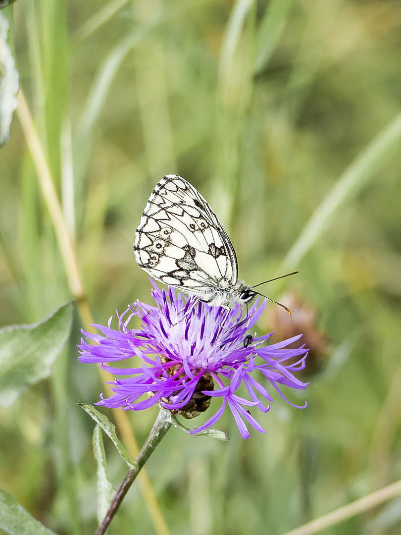 Schachbrettfalter auf Flockenblume