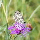 Schachbrettfalter auf Flockenblume