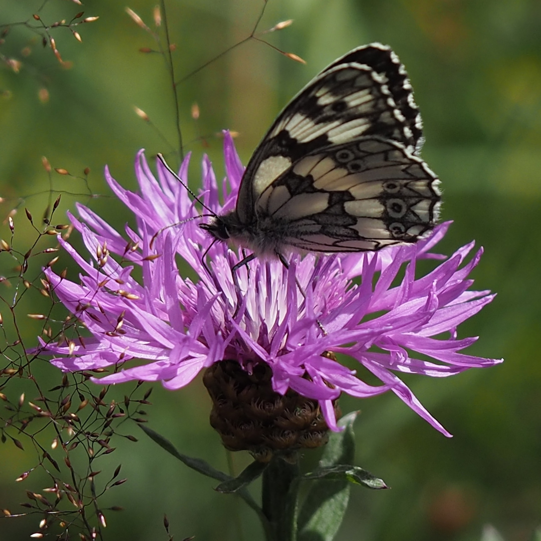 Schachbrettfalter auf Flockenblume