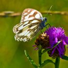 Schachbrettfalter auf Flockenblume