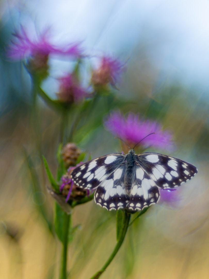 Schachbrettfalter auf Flockenblume