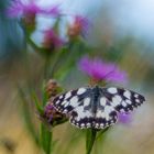 Schachbrettfalter auf Flockenblume