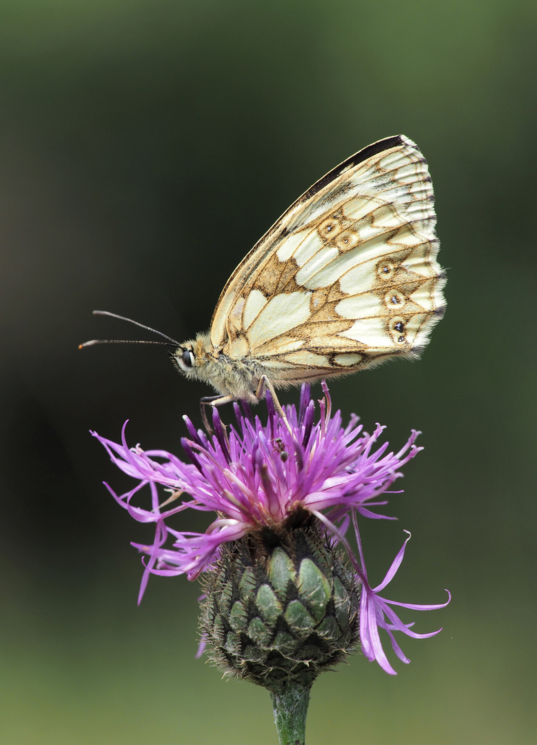 Schachbrettfalter auf Flockenblume