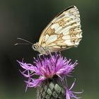 Schachbrettfalter auf Flockenblume