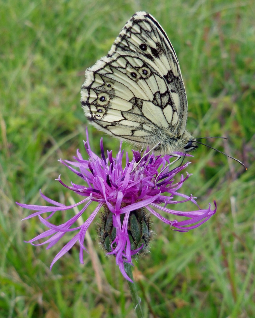 Schachbrettfalter auf Flockenblume