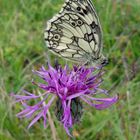 Schachbrettfalter auf Flockenblume