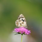 Schachbrettfalter auf Knautia avensis