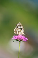 Schachbrettfalter auf Knautia avensis