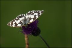 Schachbrettfalter auf knolliger Kratzdistel