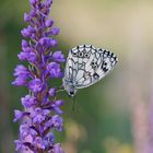 Schachbrettfalter auf Orchidee