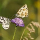 Schachbrettfalter auf Tuchfühlung