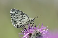 Schachbrettfalter auf Wiesen-Flockenblume