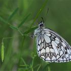 Schachbrettfalter