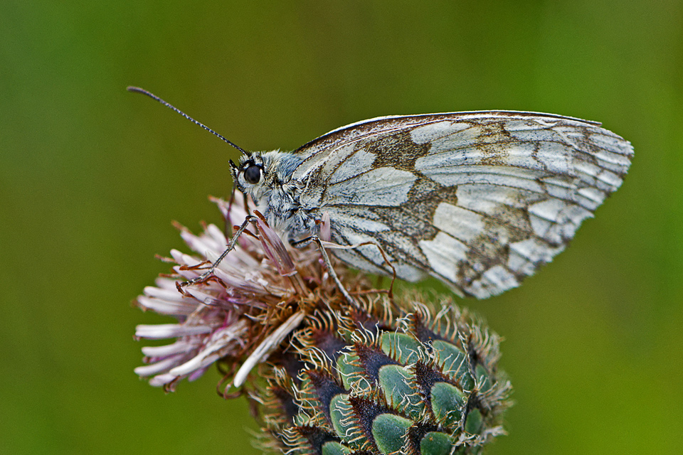 SCHACHBRETTFALTER