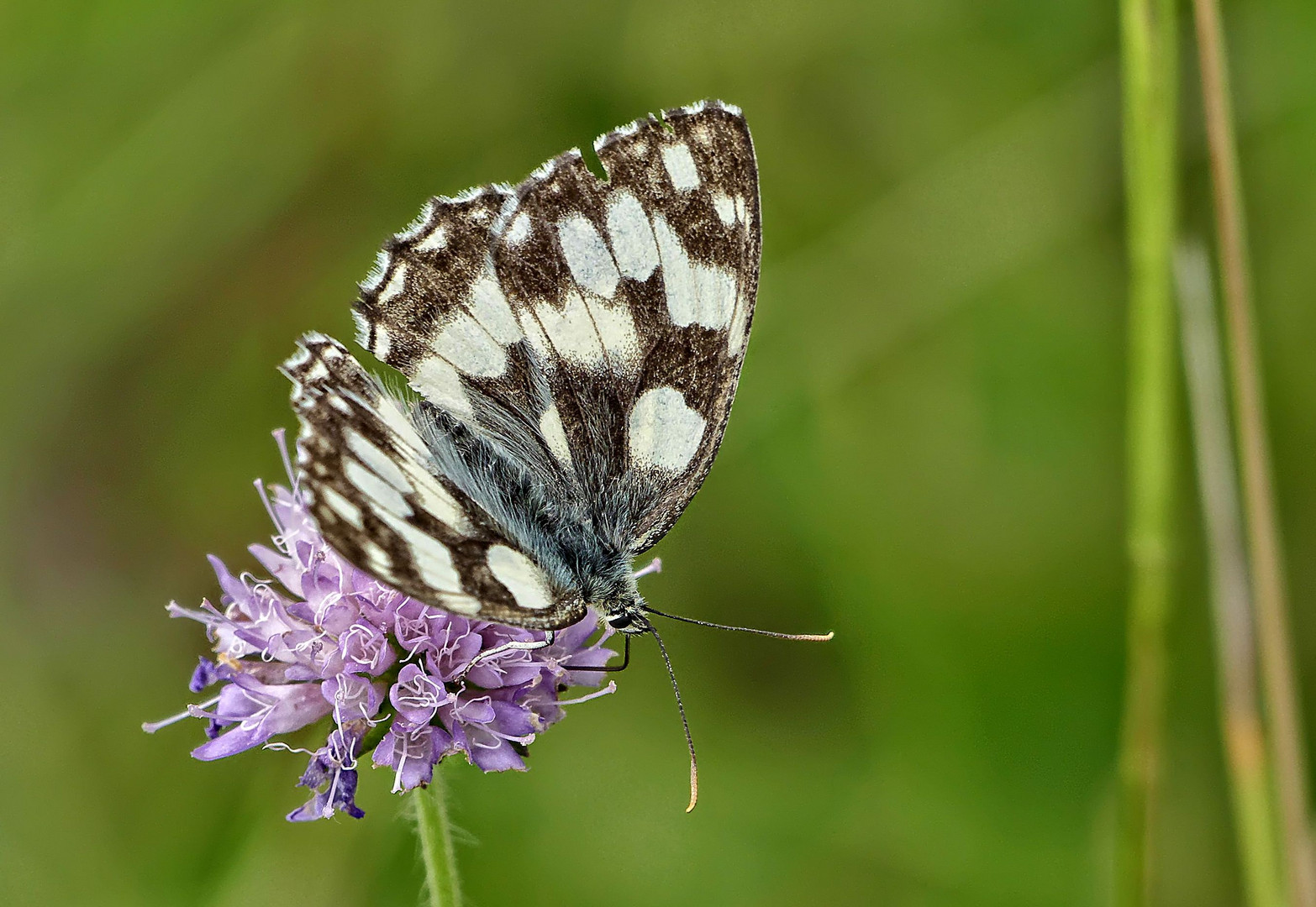 Schachbrettfalter