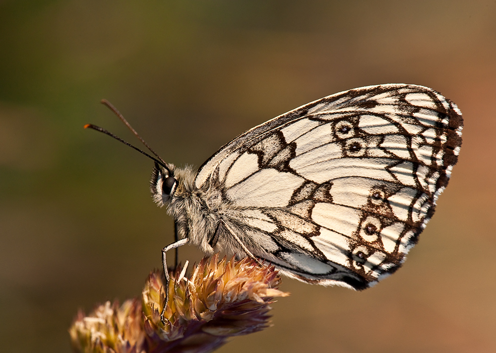 Schachbrettfalter