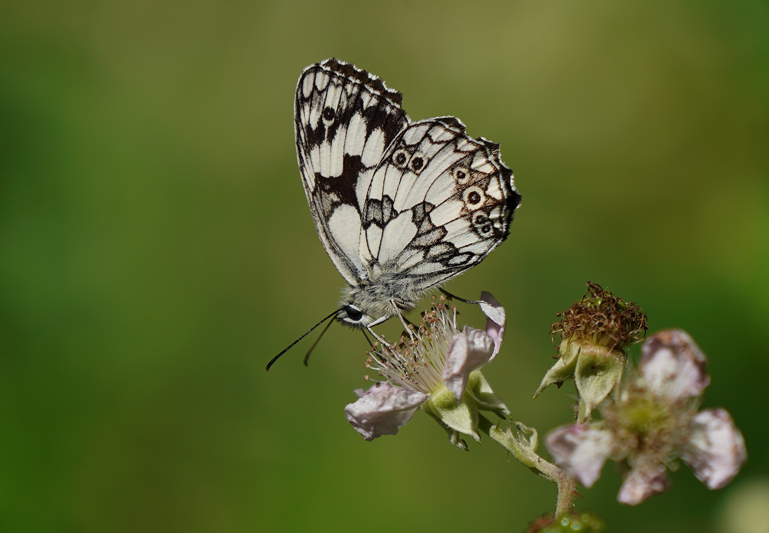 Schachbrettfalter