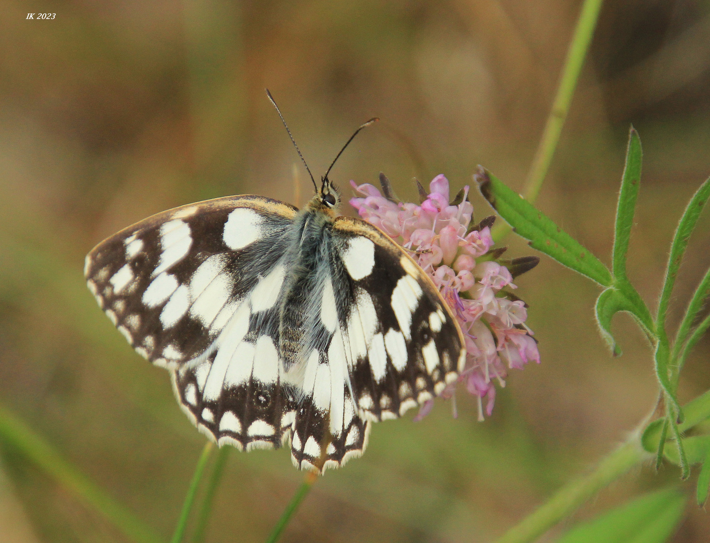 Schachbrettfalter 