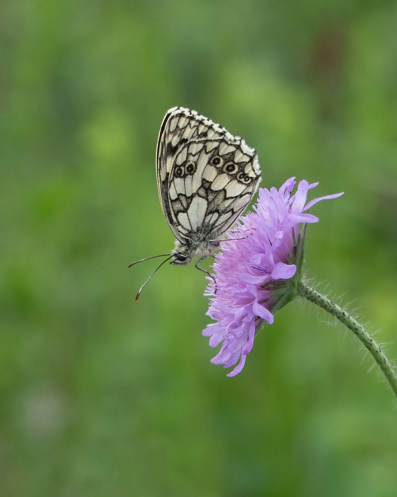 Schachbrettfalter