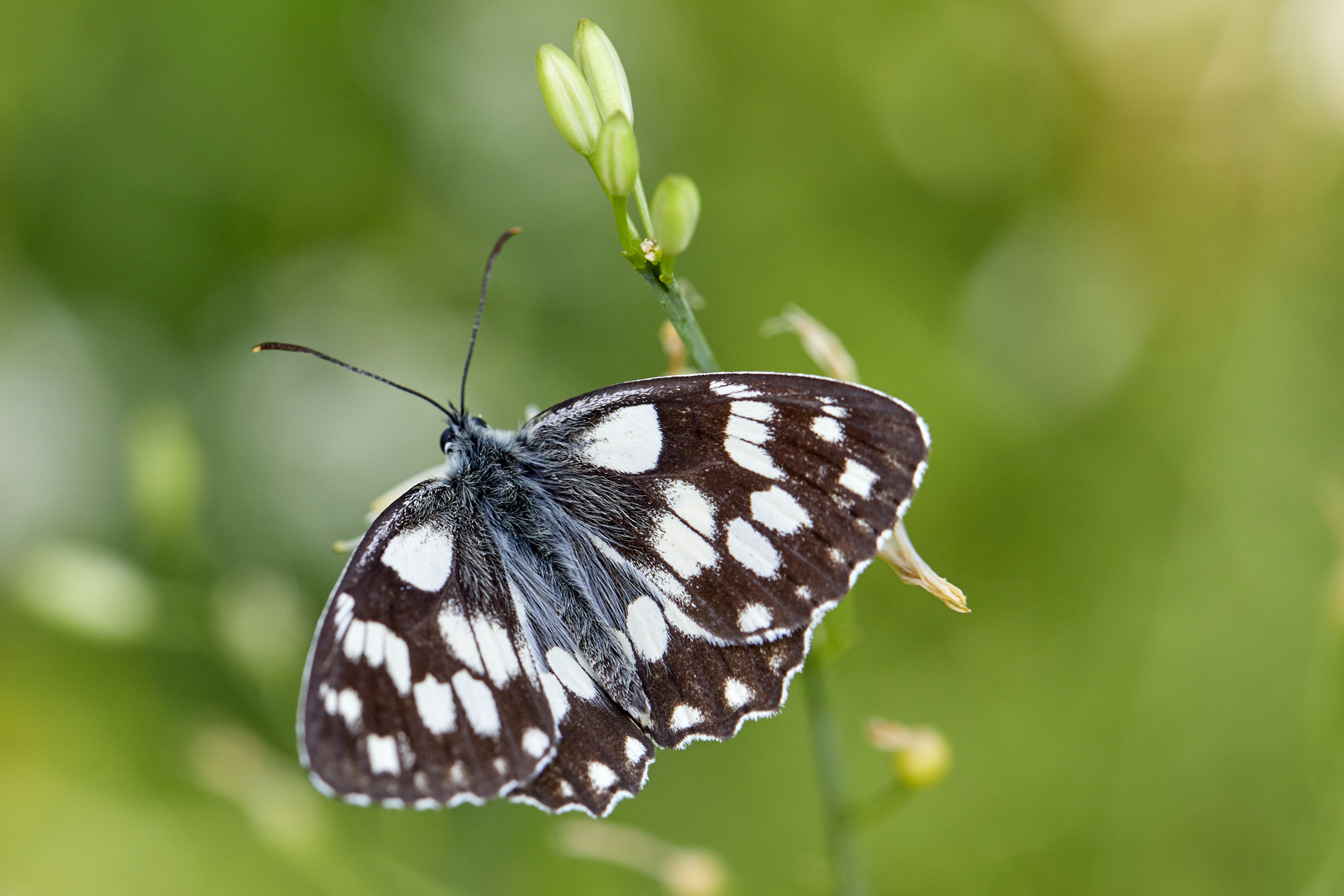 Schachbrettfalter