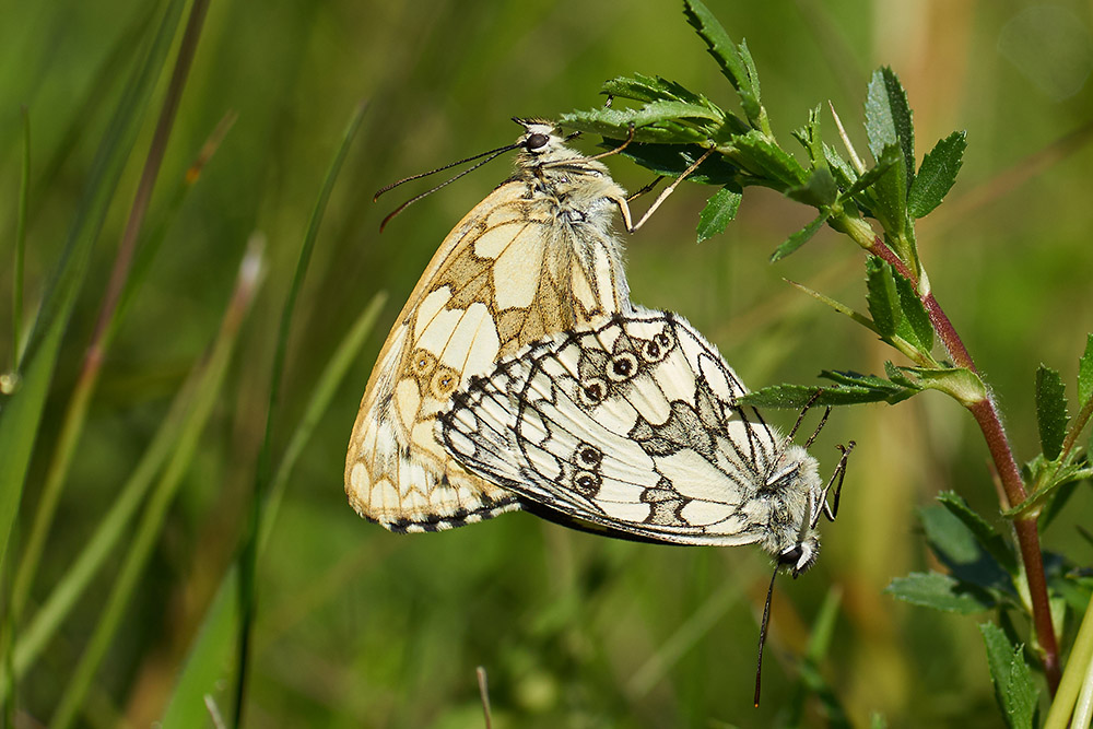 Schachbrettfalter bei der Paarung