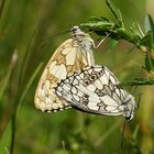 Schachbrettfalter bei der Paarung