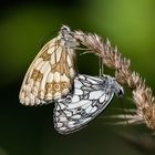 Schachbrettfalter bei der Paarung