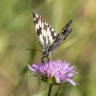 Schachbrettfalter bekommt Besuch