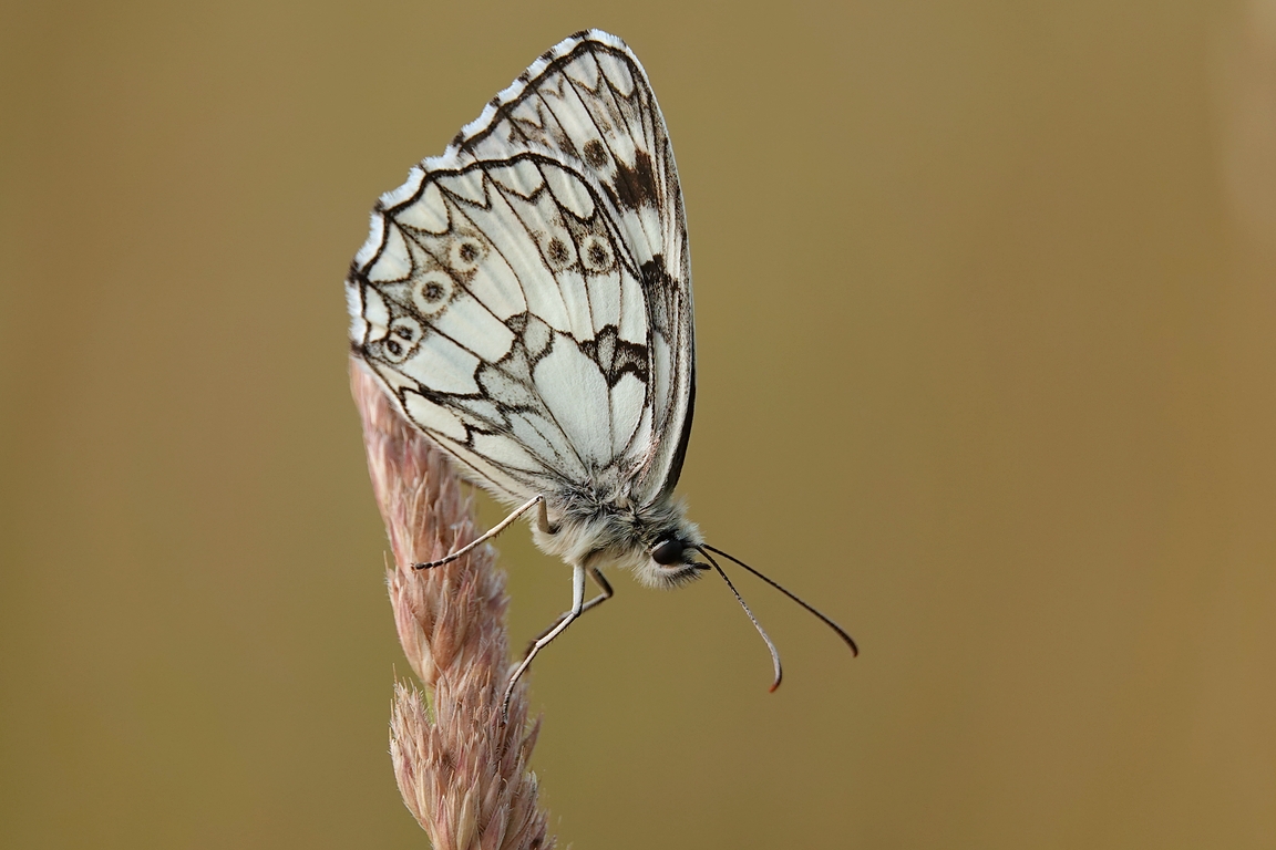 Schachbrettfalter