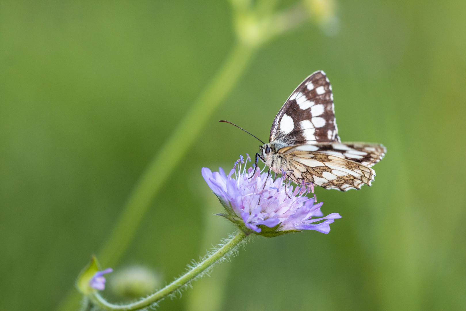 Schachbrettfalter