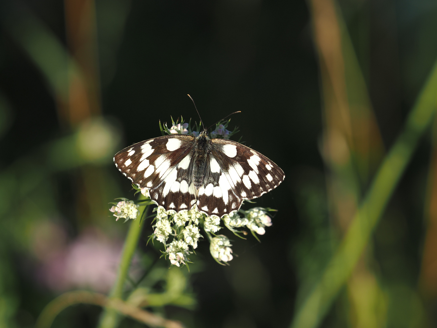 Schachbrettfalter