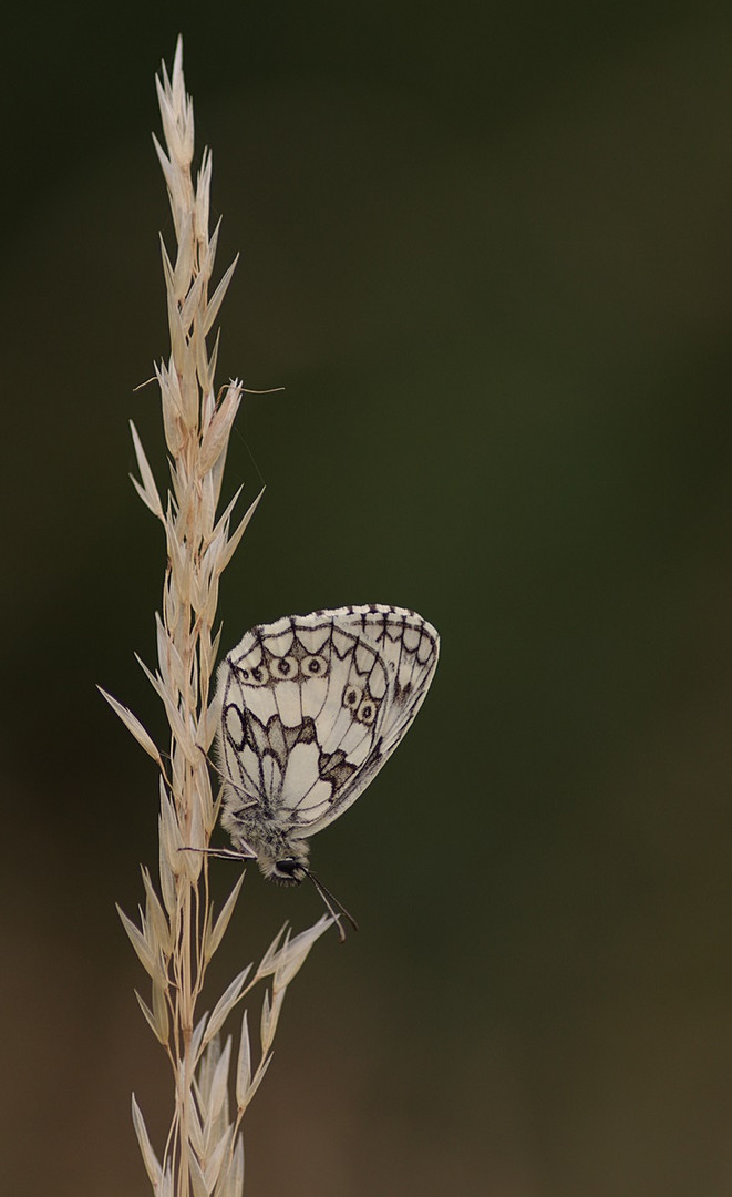 Schachbrettfalter