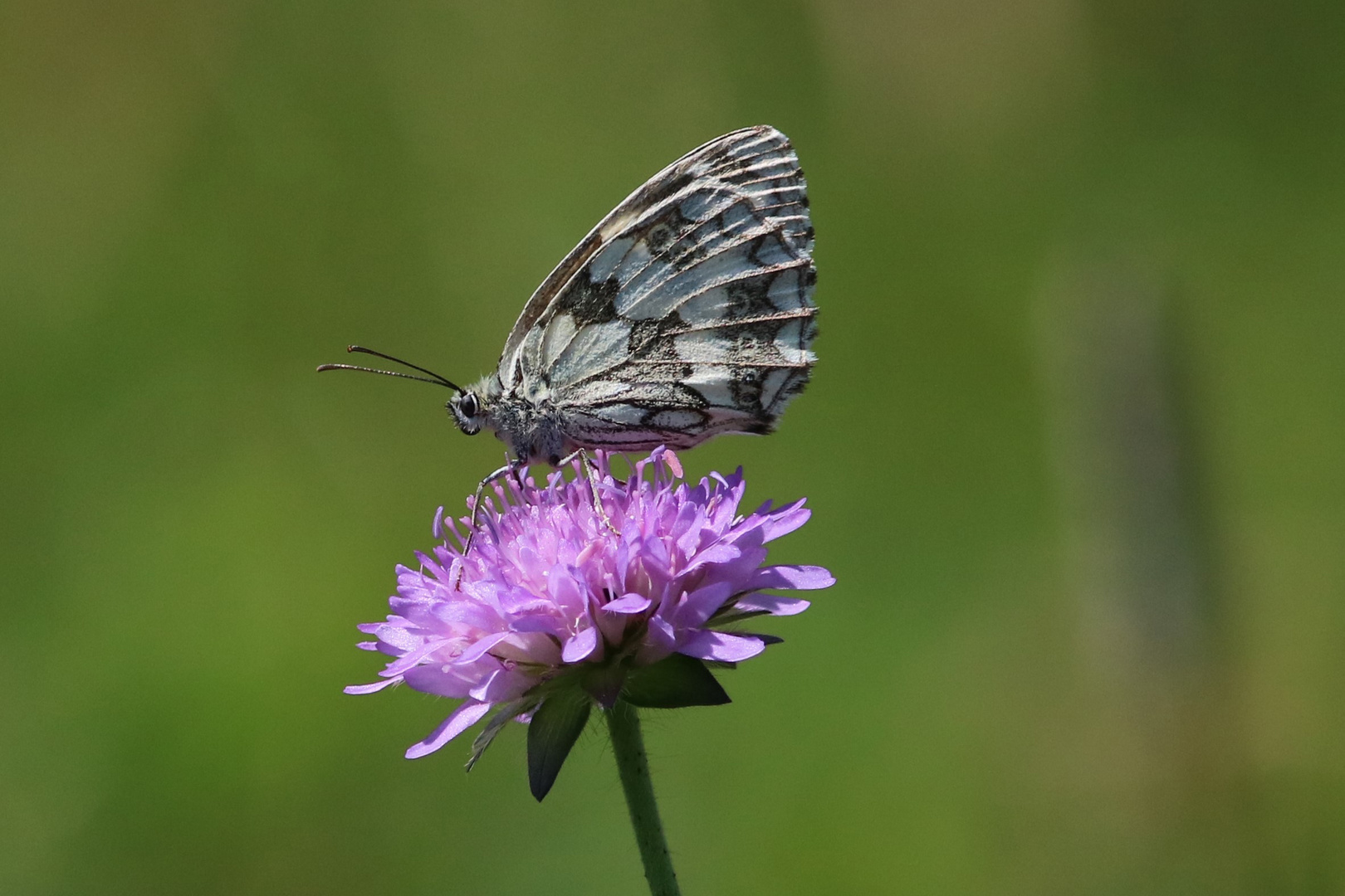 Schachbrettfalter