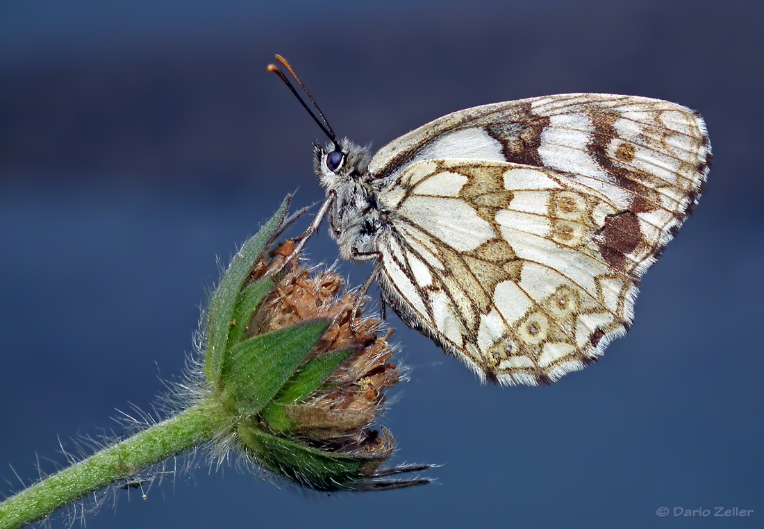 Schachbrettfalter