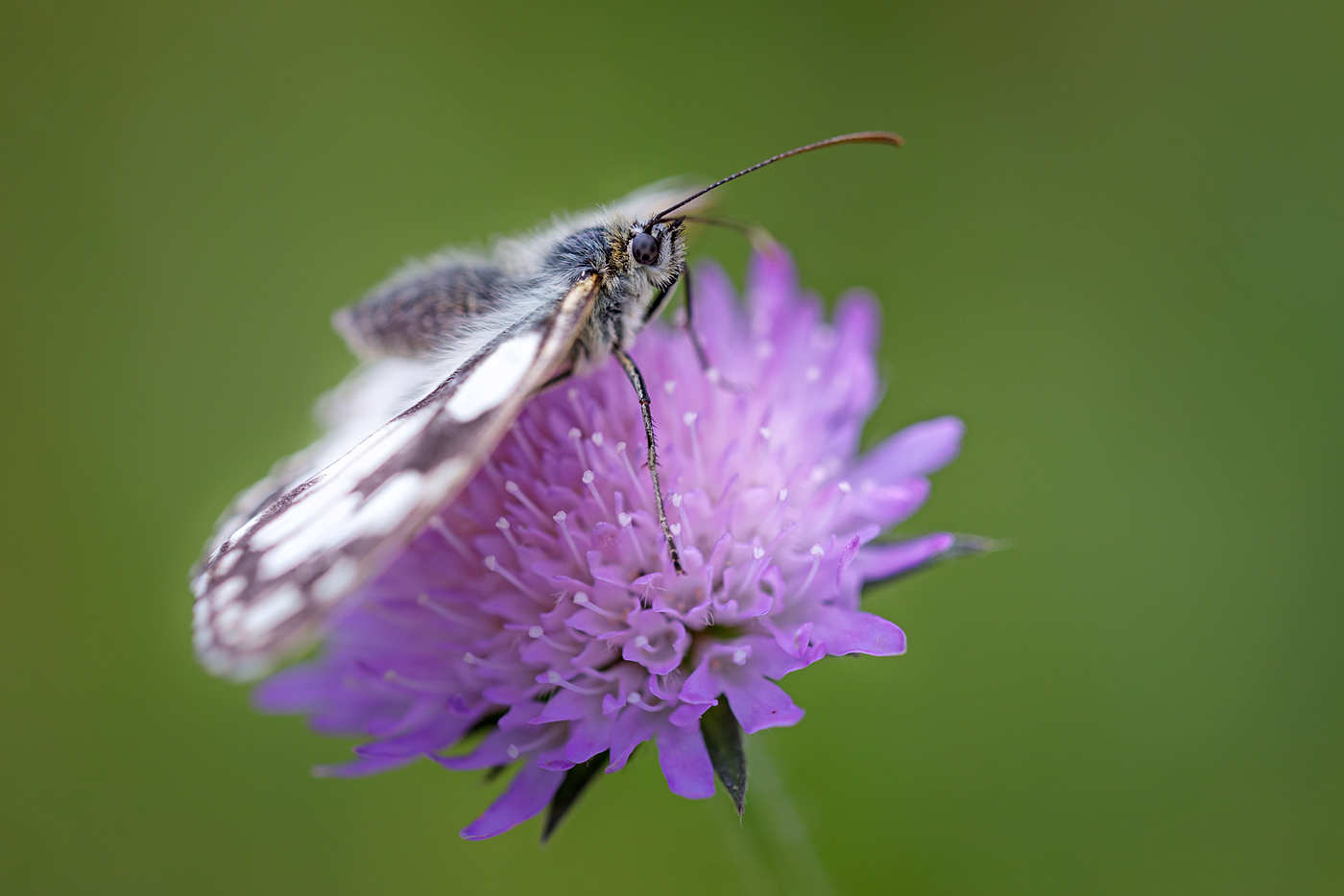 Schachbrettfalter