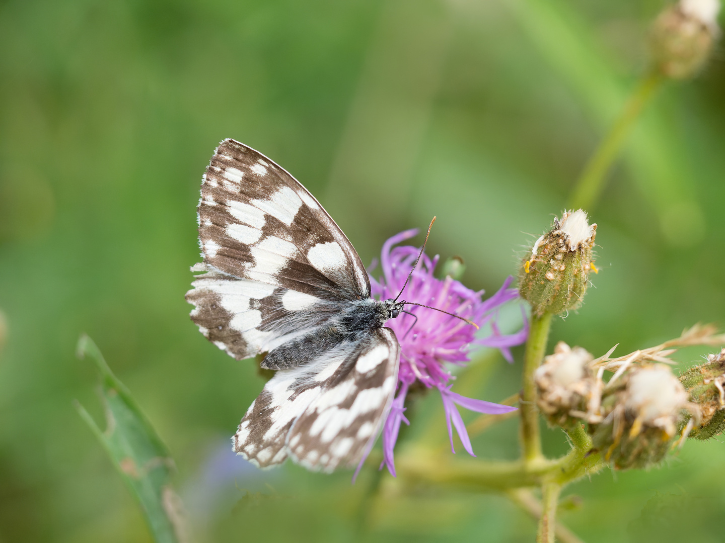 Schachbrettfalter