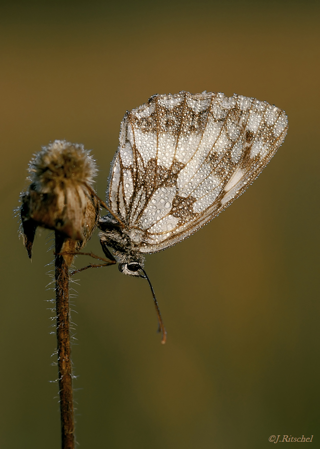 Schachbrettfalter