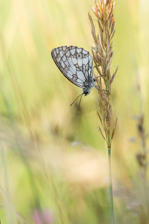 Schachbrettfalter