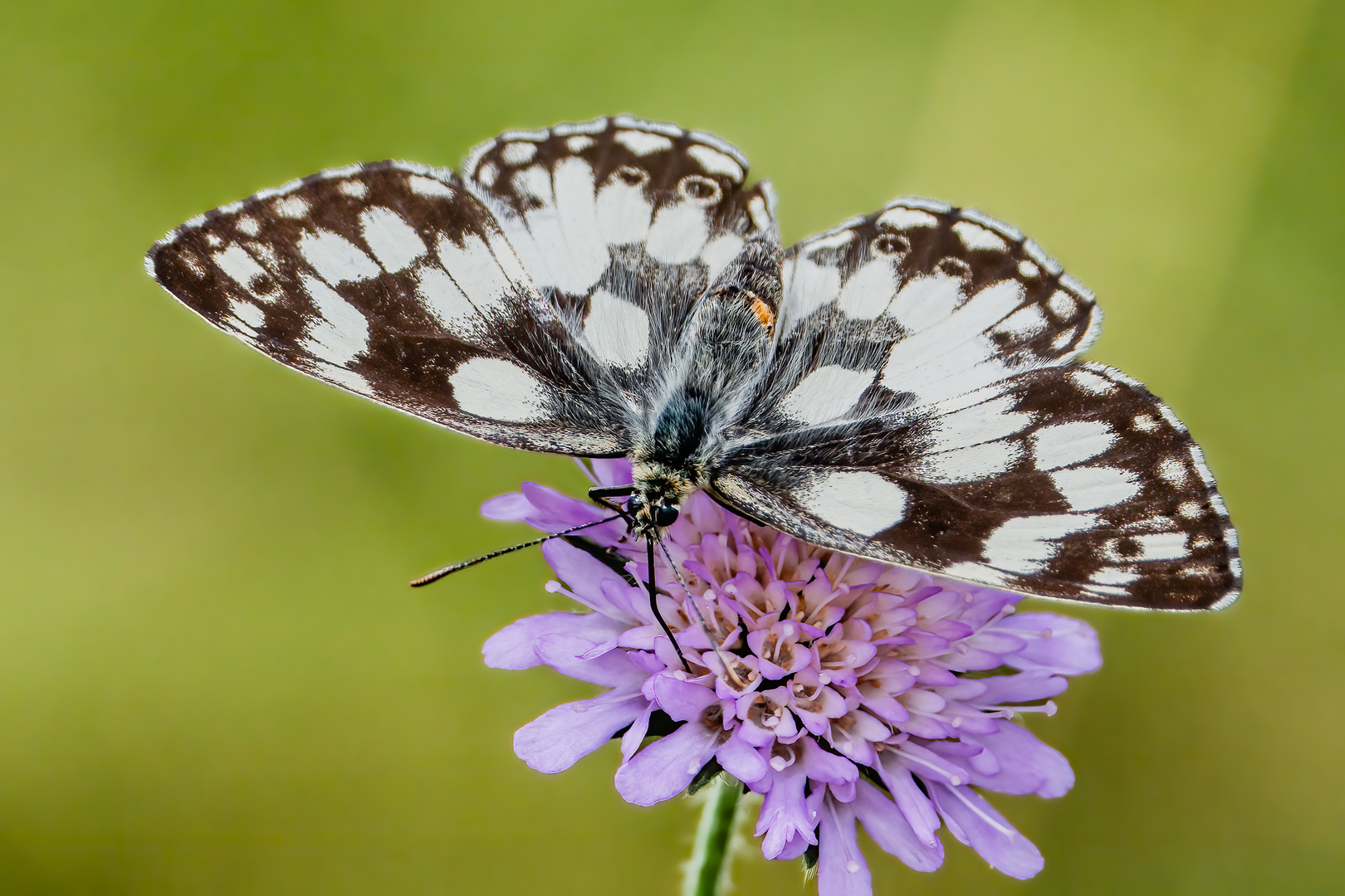 Schachbrettfalter