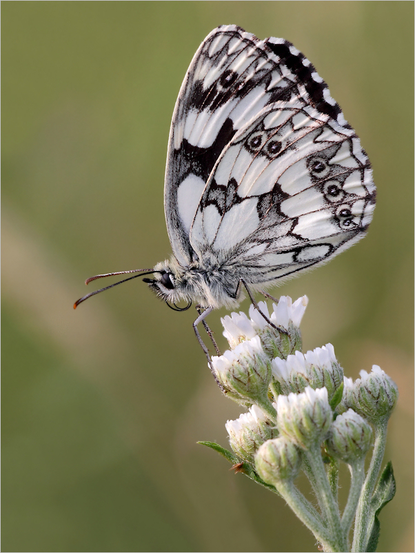 Schachbrettfalter