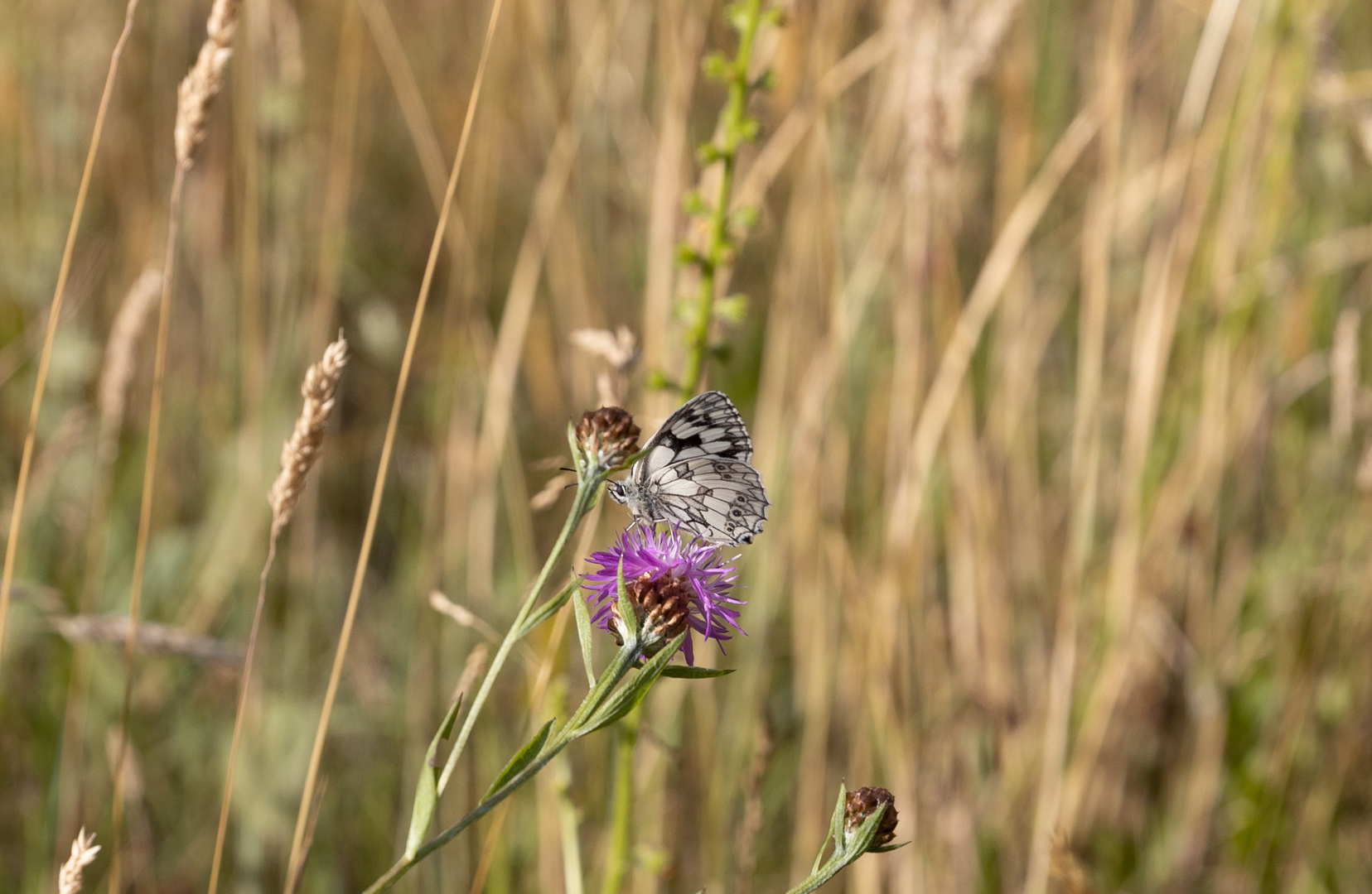 Schachbrettfalter CMelanargia galathea)