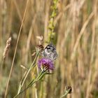 Schachbrettfalter CMelanargia galathea)