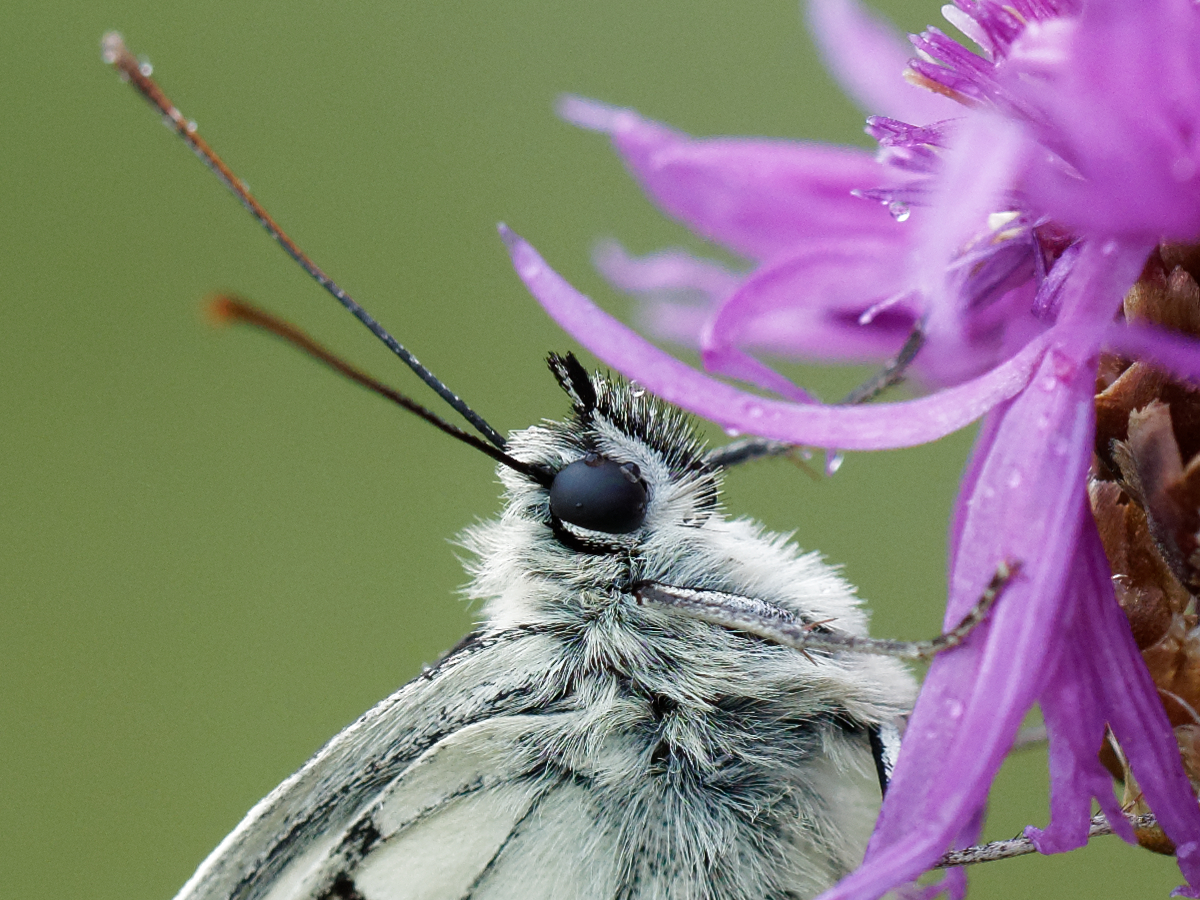 Schachbrettfalter Crop