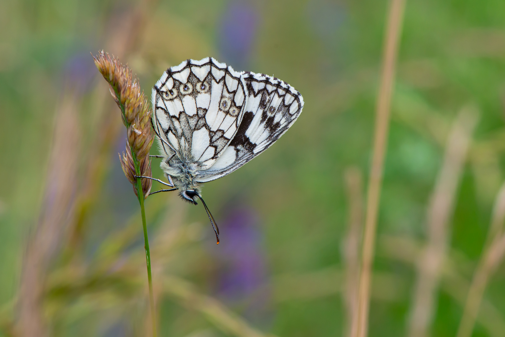 Schachbrettfalter