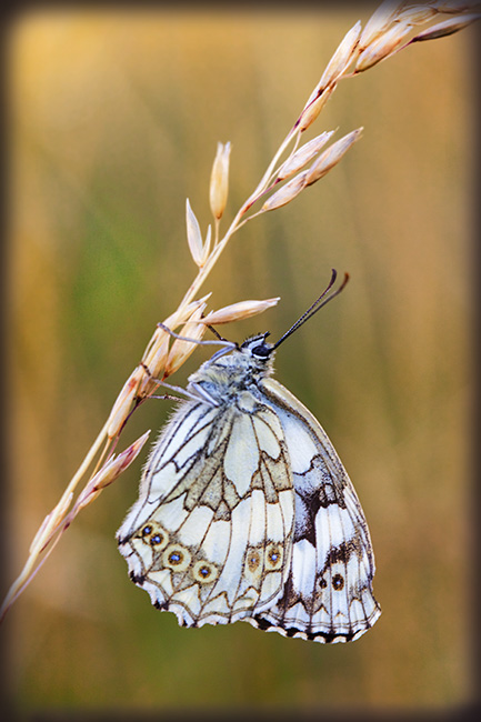 Schachbrettfalter