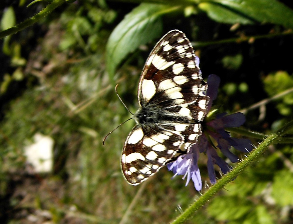 Schachbrettfalter