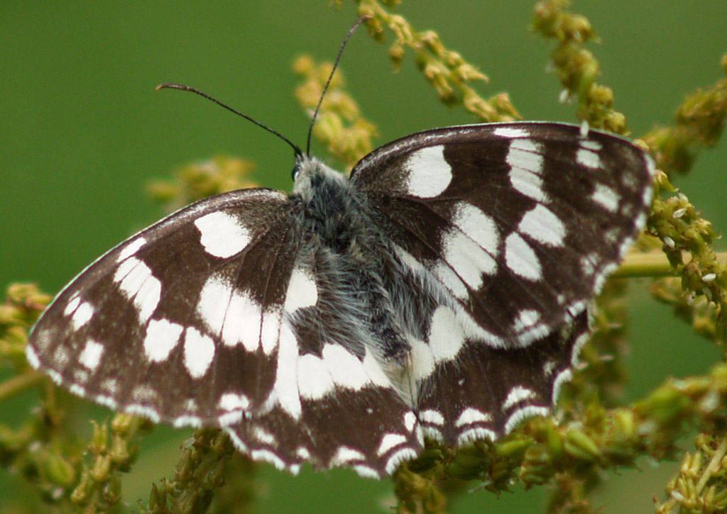 Schachbrettfalter