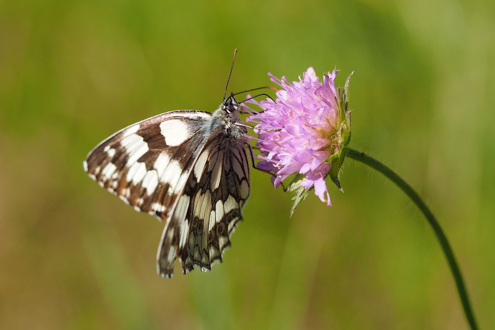 Schachbrettfalter