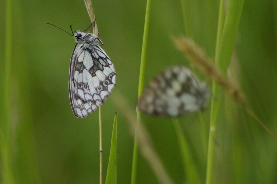 Schachbrettfalter