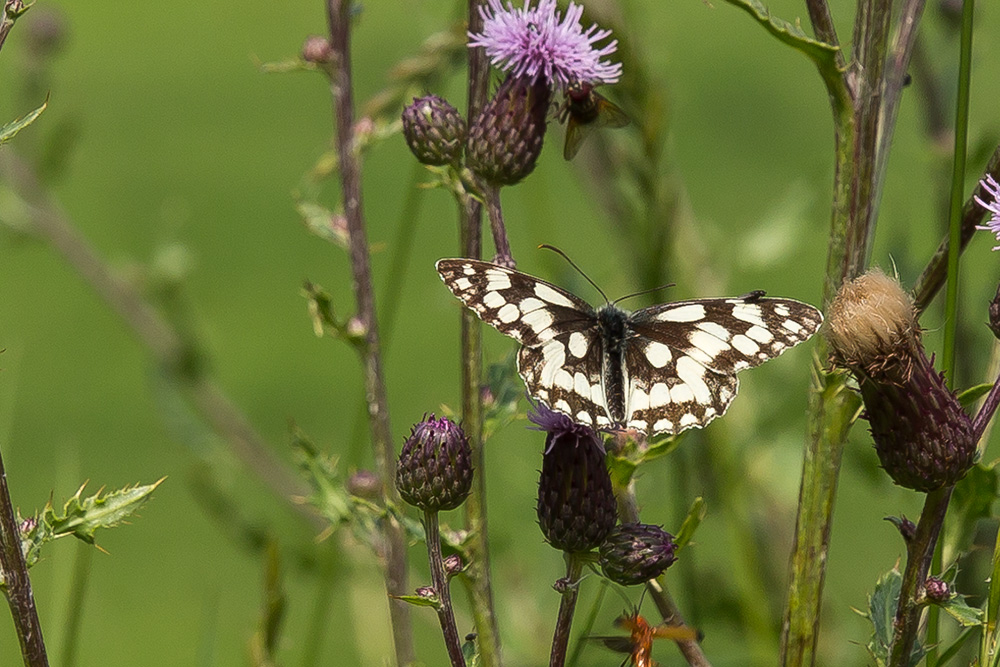 Schachbrettfalter